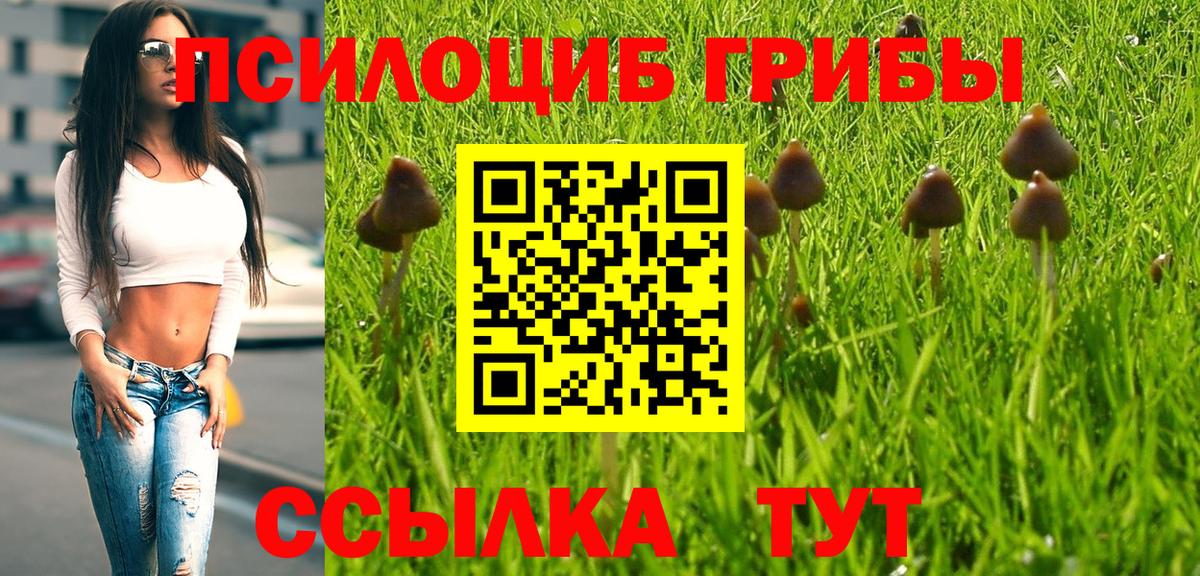 Псилоцибиновые грибы Psilocybe Асбест